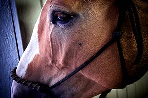 Equestrian Buildings